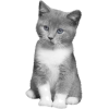 gray and white kitten - Tiere - 