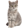 gray cat - Animais - 