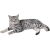 gray cat - Animali - 