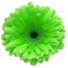 green flowers 3 - 植物 - 