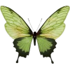 green butterfly <3 - Uncategorized - 