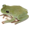 green froggo - Uncategorized - 