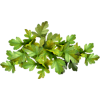 green plants - Rastline - 