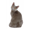 Grey Cat - Tiere - 