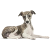 greyhound puppy - Animals - 