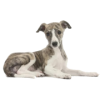 greyhound puppy by sandra - Animales - 