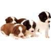 group of 4 border collie puppies - Živali - 