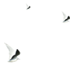 gull - Animals - 