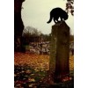 halloween autumn cemetery - Uncategorized - 