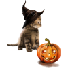 halloween kitty - Animais - 