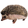 hedgehog - Zwierzęta - 