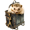 hedgehog - Animals - 