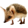 hedgehog - 動物 - 