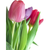 Tulipani - Ilustracje - 