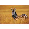 Zebra - 背景 - 
