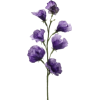 cvijet - 植物 - 
