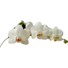 orhideja - Biljke - 