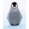pingvin - Sfondo - 