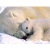 polar bear - Sfondo - 