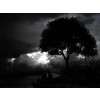 tree - My photos - 