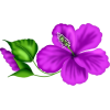 hibiscus - Rastline - 