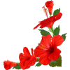hibiscus - Plants - 