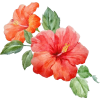 hibiscus flower - Natural - 