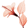 hibiskus - Biljke - 
