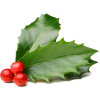 holly - Plants - 