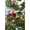 holly in snow - Items - 