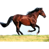 horse - Živali - 