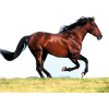 horse - Animali - 