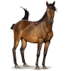 horse - Tiere - 
