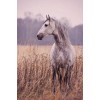 horse - Mis fotografías - 