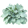hosta - 植物 - 