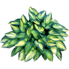 hosta - 植物 - 