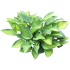 hosta - Plants - 