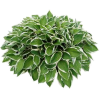 hosta - Pflanzen - 