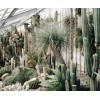 hothouse - Plants - 