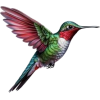hummingbird - Zwierzęta - 