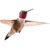 hummingbird - Animais - 
