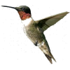 hummingbird - 动物 - 
