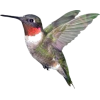 hummingbird - Animais - 
