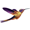 hummingbird - 動物 - 