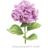 hydrangea - Растения - 