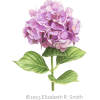 hydrangea - Biljke - 