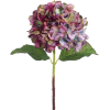 hydrangea - Растения - 