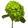 hydrangea - Biljke - 