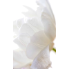 illustr - Plants - 