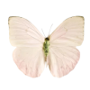 butterfly - 动物 - 